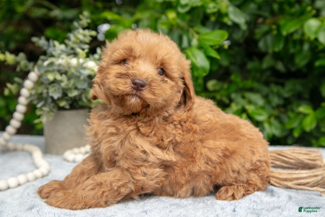 Mini Goldendoodle dogs for sale: Romeo - Image 2