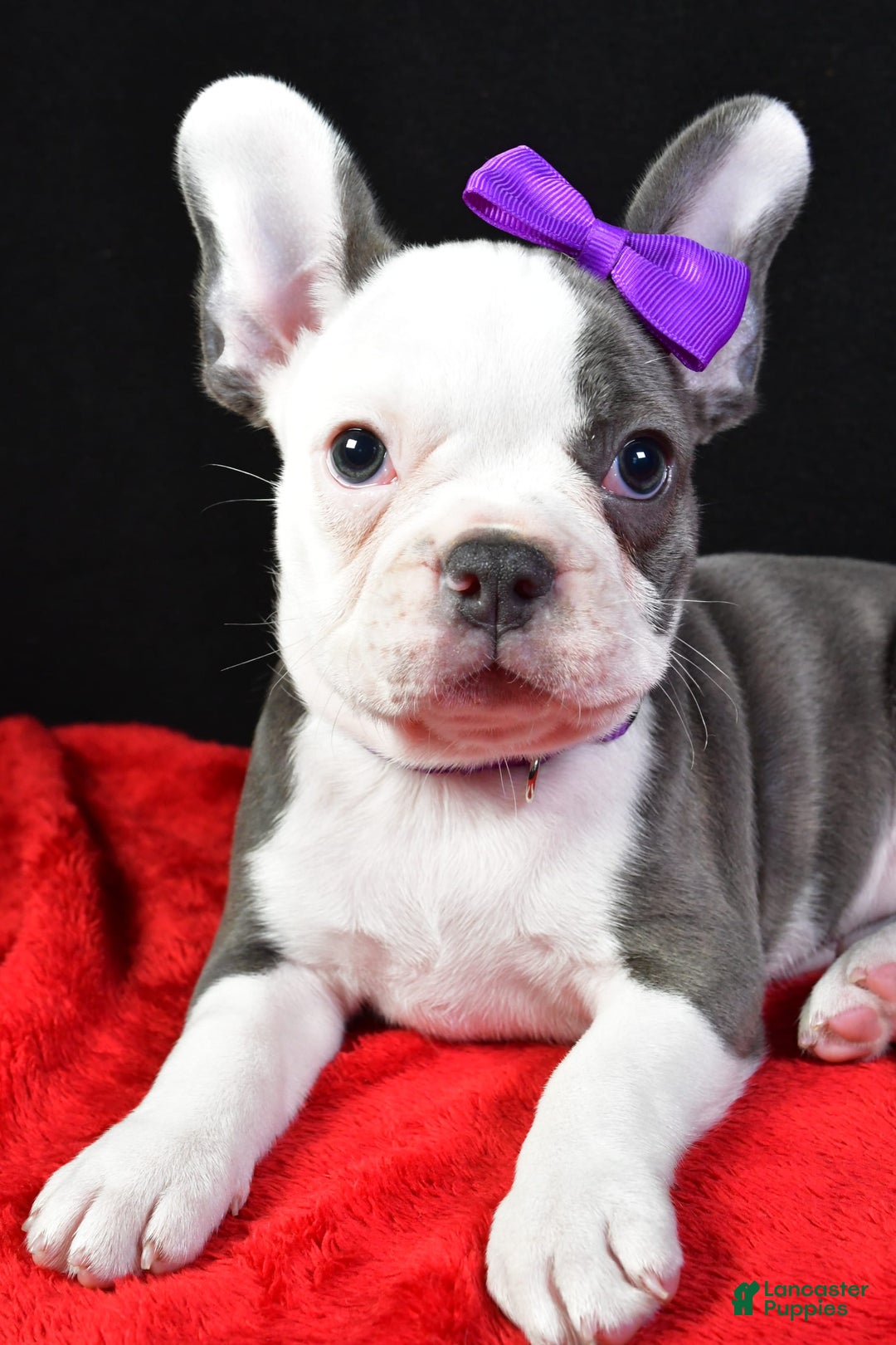 Frenchton dogs for sale: Faye - Image 3