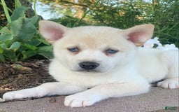 Alaskan Klee Kai dogs for sale: Handsome Boy Liam - Image 5