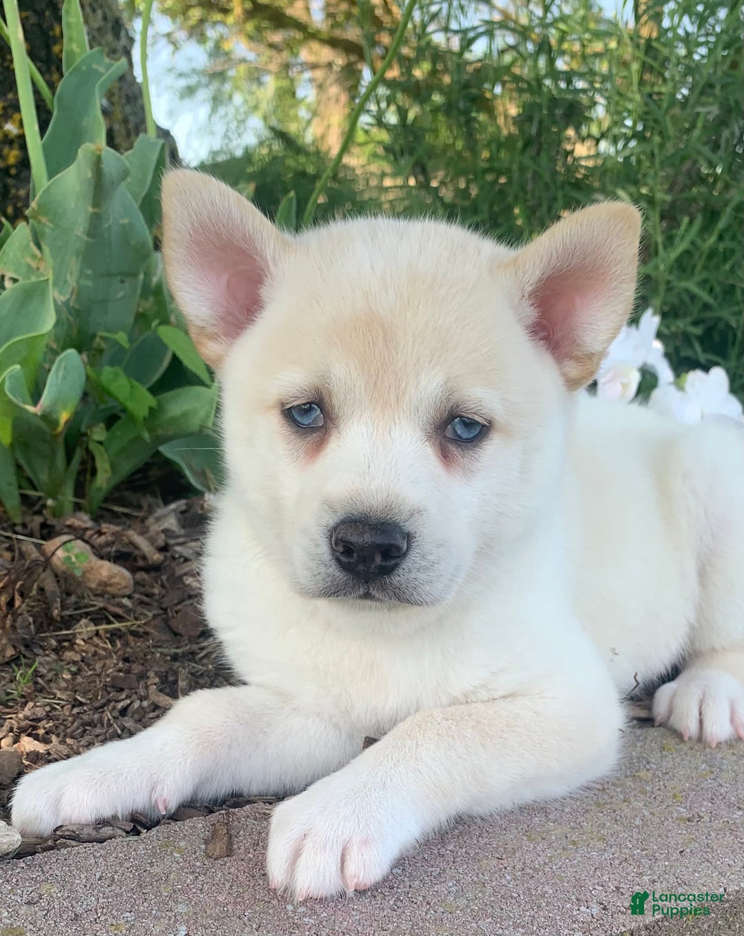 Alaskan Klee Kai dogs for sale: Handsome Boy Liam - Image 5