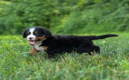 Bernese Mountain Dog dogs for sale: Simon - Image 15