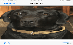 Labrador Retriever dogs for sale: Beretta - Image 5