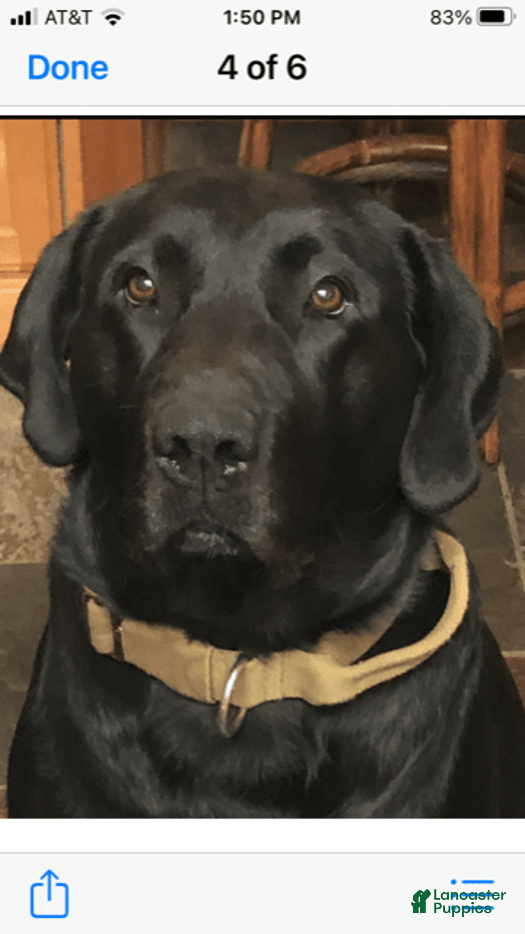 Labrador Retriever dogs for sale: Beretta - Image 5