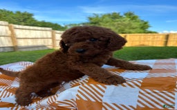 Mini Goldendoodle dogs for sale: Cooper - Image 13