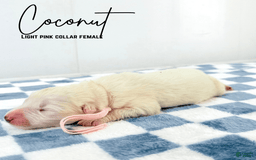 Samoyed dogs for sale: Coconut - Image 2