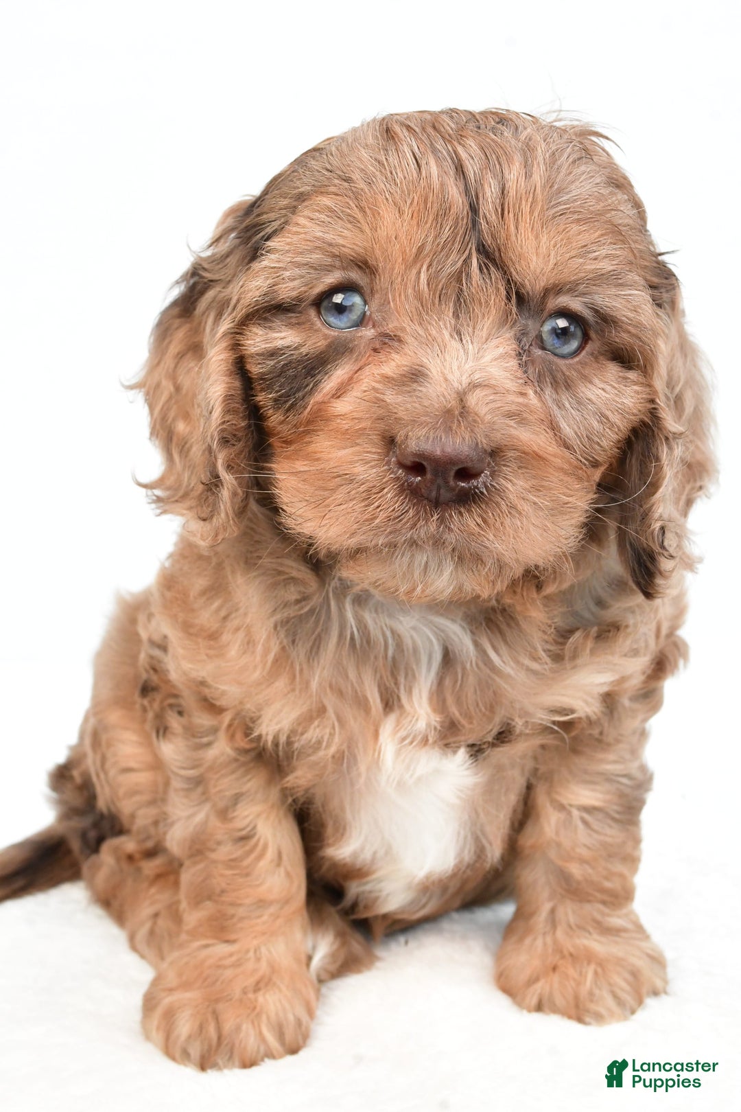 Cavapoo dogs for sale: Butterfinger - Image 5
