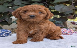 Cavapoo dogs for sale: Loki - Image 23