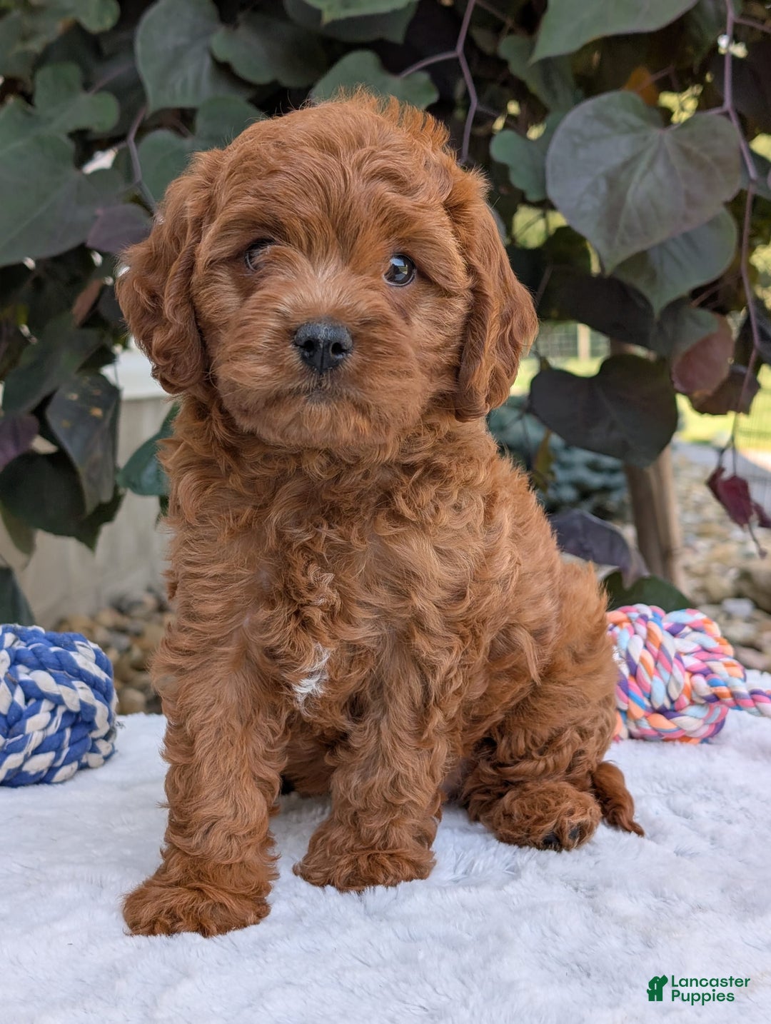 Cavapoo dogs for sale: Loki - Image 23