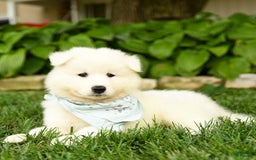 Samoyed dogs for sale: Liam - Image 3
