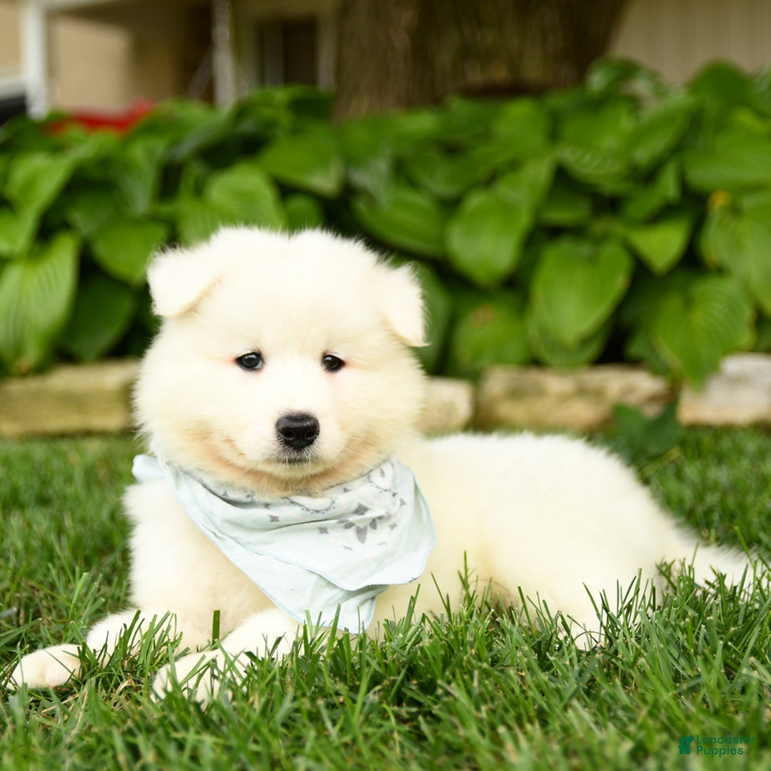Samoyed dogs for sale: Liam - Image 3