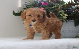Cavapoo dogs for sale: Chase - Image 2