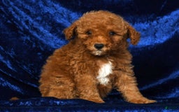 Mini Goldendoodle dogs for sale: Diva - Image 2