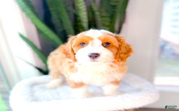 Cavapoo dogs for sale: Yolo - Image 7