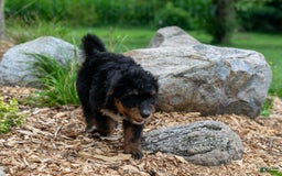 Bernedoodle dogs for sale: Sage - Image 5