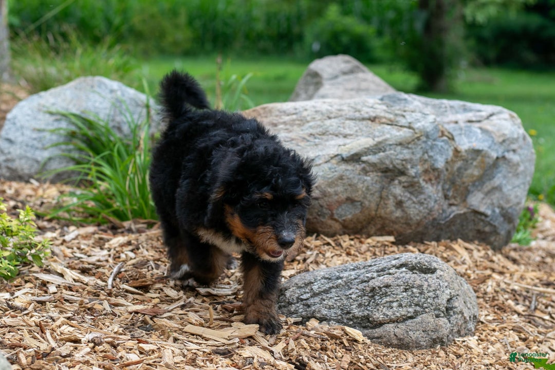 Bernedoodle dogs for sale: Sage - Image 5