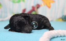 Toy Poodle dogs for sale: Jimmy - Image 2
