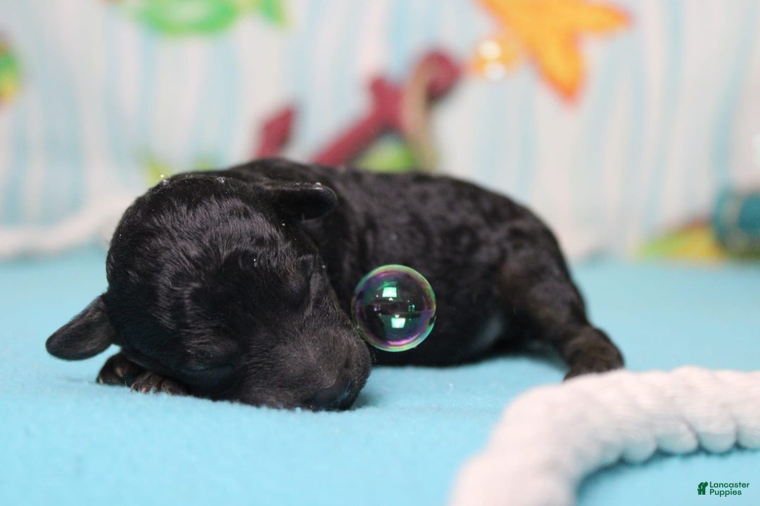 Toy Poodle dogs for sale: Jimmy - Image 2