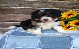 Mini Bernedoodle dogs for sale: Pizza - Image 8