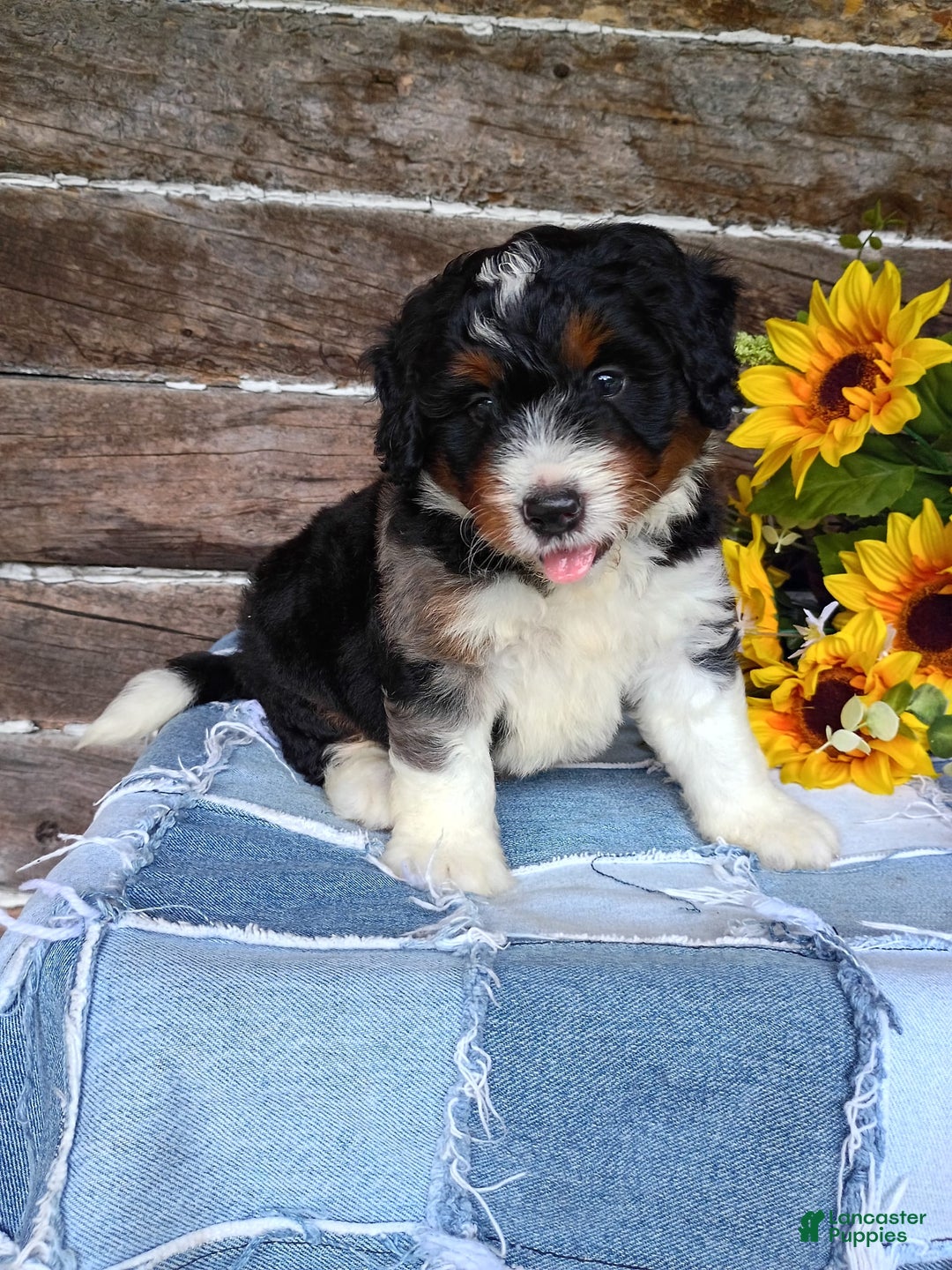 Mini Bernedoodle dogs for sale: Pizza - Image 8