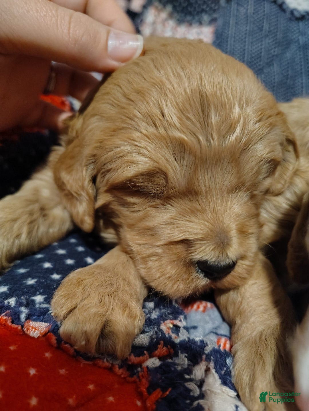 Mini Goldendoodle dogs for sale: Amy - Image 6