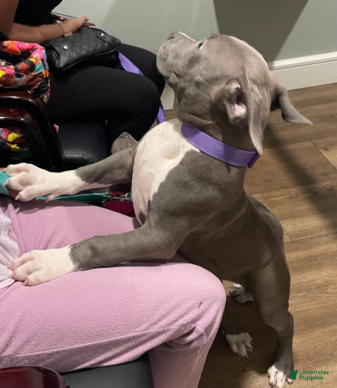 American Bully dogs for sale: Boss Baby - Image 2