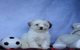 Shihpoo dogs for sale: Sophie - Image 18