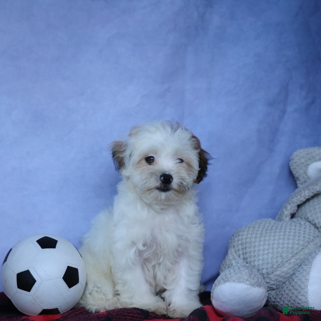 Shihpoo dogs for sale: Sophie - Image 18