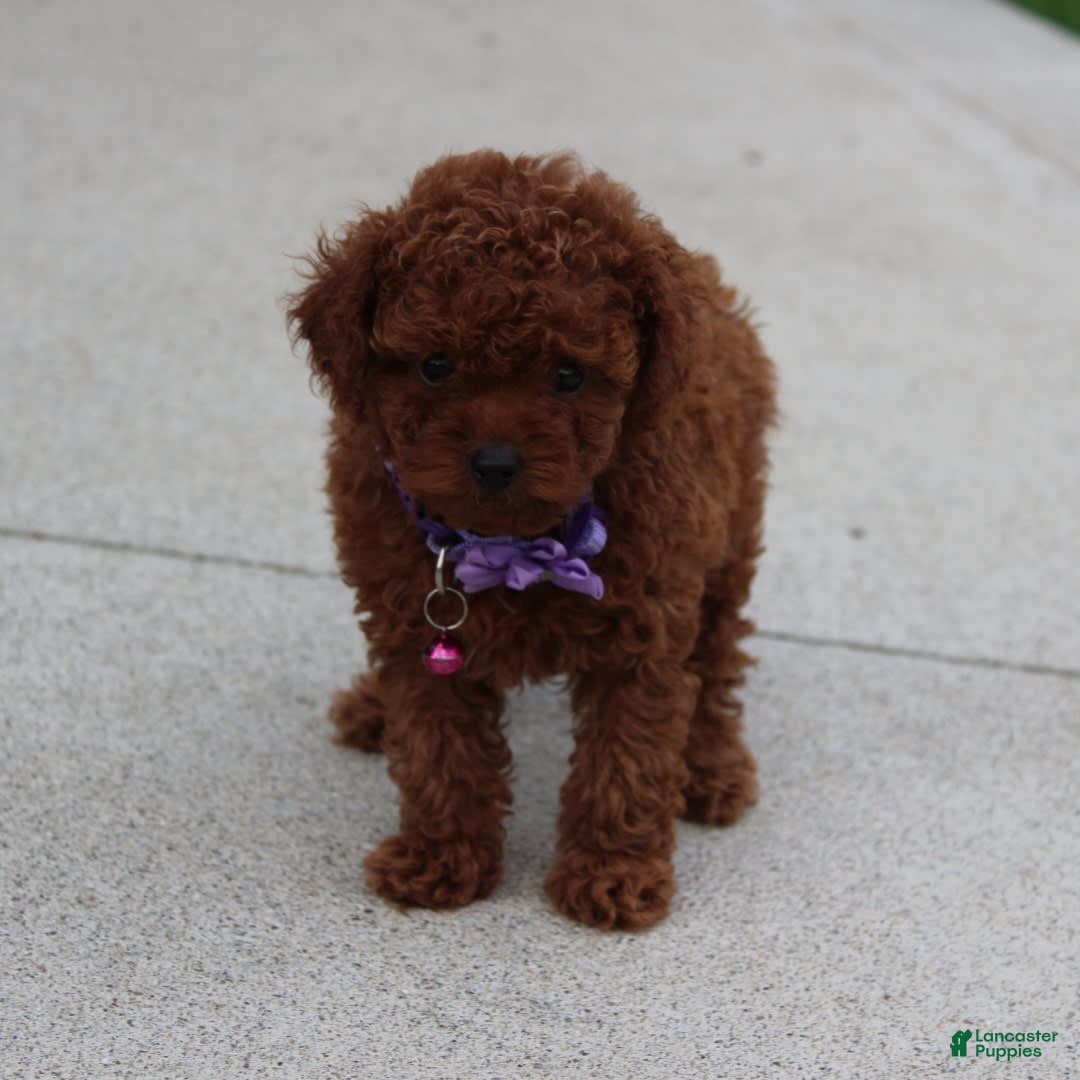 Toy Poodle dogs for sale: Honey - Image 10