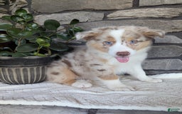 Australian Shepherd dogs for sale: Australian Shepherd 4 puppies - Image 16