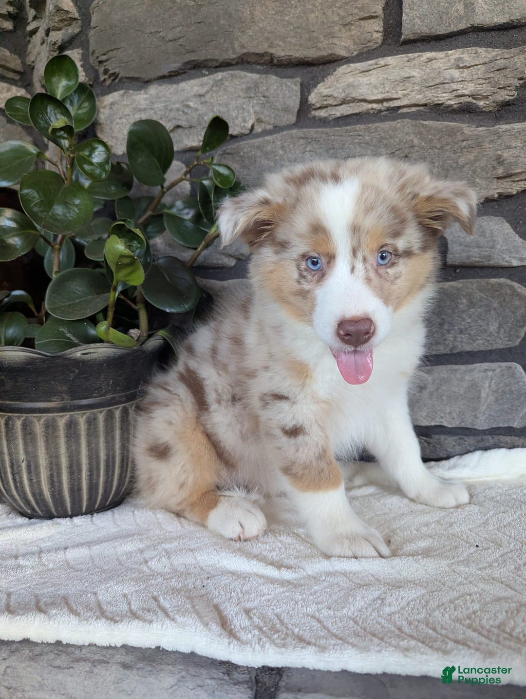 Australian Shepherd dogs for sale: Australian Shepherd 4 puppies - Image 16