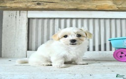Maltipoo dogs for sale: Mason - Image 3