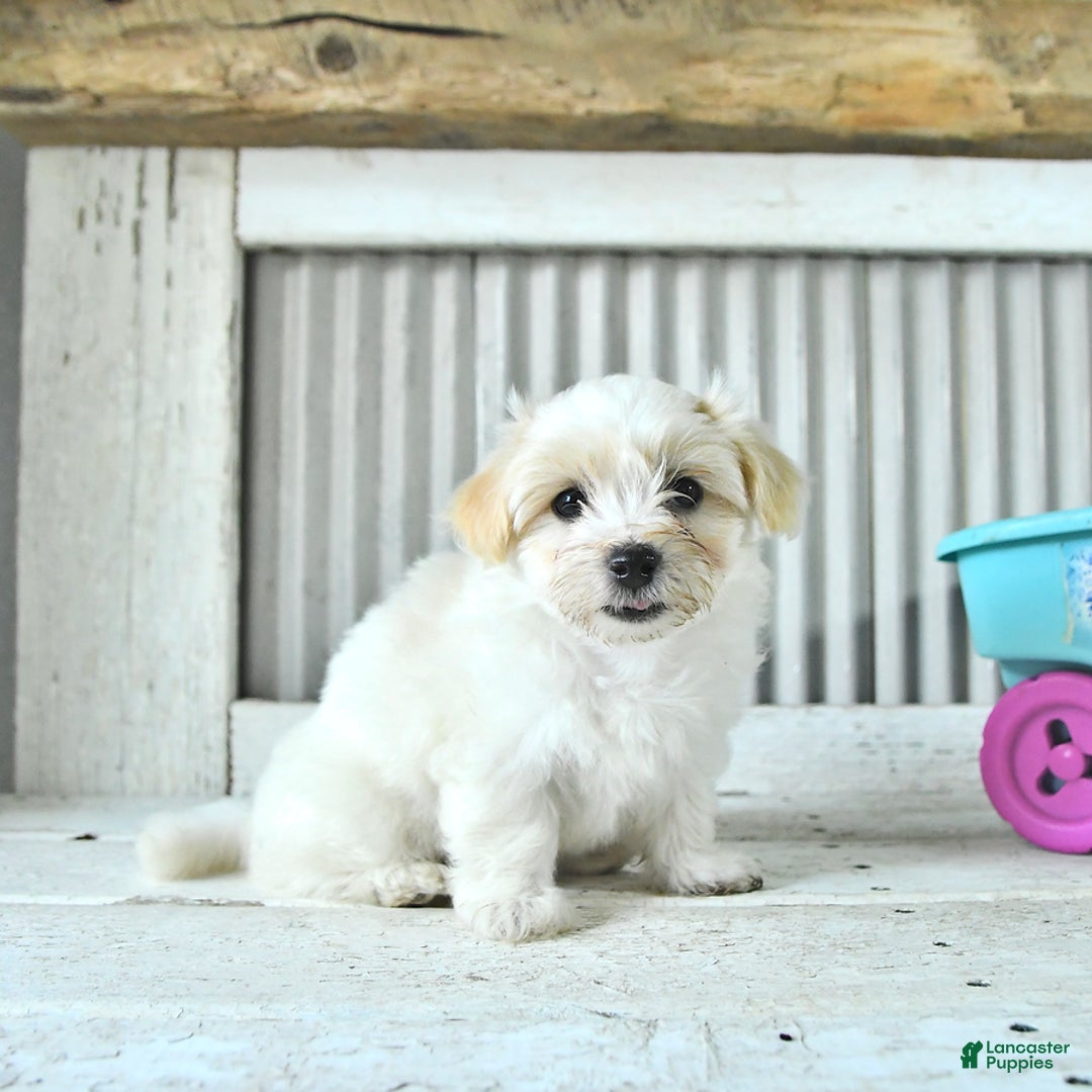 Maltipoo dogs for sale: Mason - Image 3