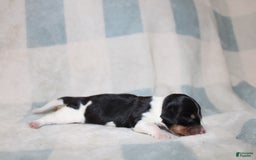 Miniature Dachshund dogs for sale: Mickey Mini - Image 1