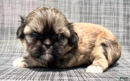 Shih Tzu dogs for sale: Minnie - Image 7