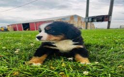 Bernese Mountain Dog dogs for sale: Meghan - Image 4