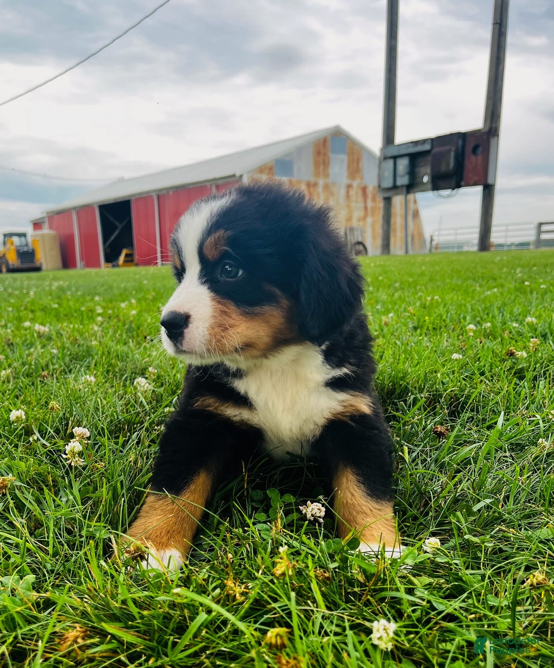 Bernese Mountain Dog dogs for sale: Meghan - Image 4