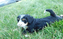 Mini Bernedoodle dogs for sale: Katie - Image 8