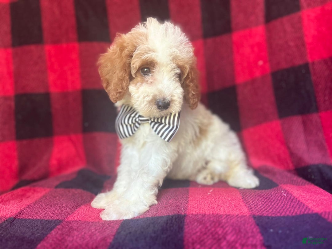 Cavapoo dogs for sale: Jammer - Image 4