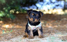 Yorkshire Terrier dogs for sale: Tyler - Image 6