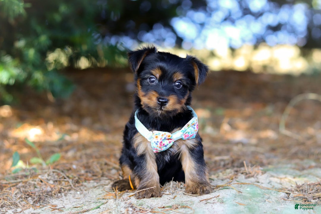 Yorkshire Terrier dogs for sale: Tyler - Image 6