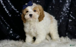 Cavapoo dogs for sale: Boink - Image 4