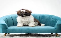 Miniature Poodle dogs for sale: Loki - Image 2