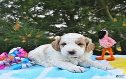 Mini Goldendoodle dogs for sale: Dallas - Image 4