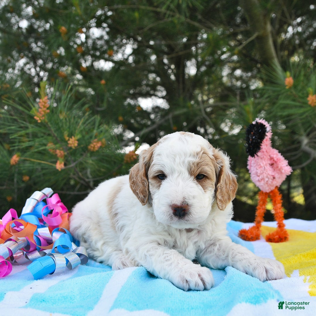 Mini Goldendoodle dogs for sale: Dallas - Image 4