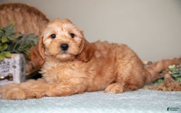 Mini Goldendoodle dogs for sale: Saria - Image 1