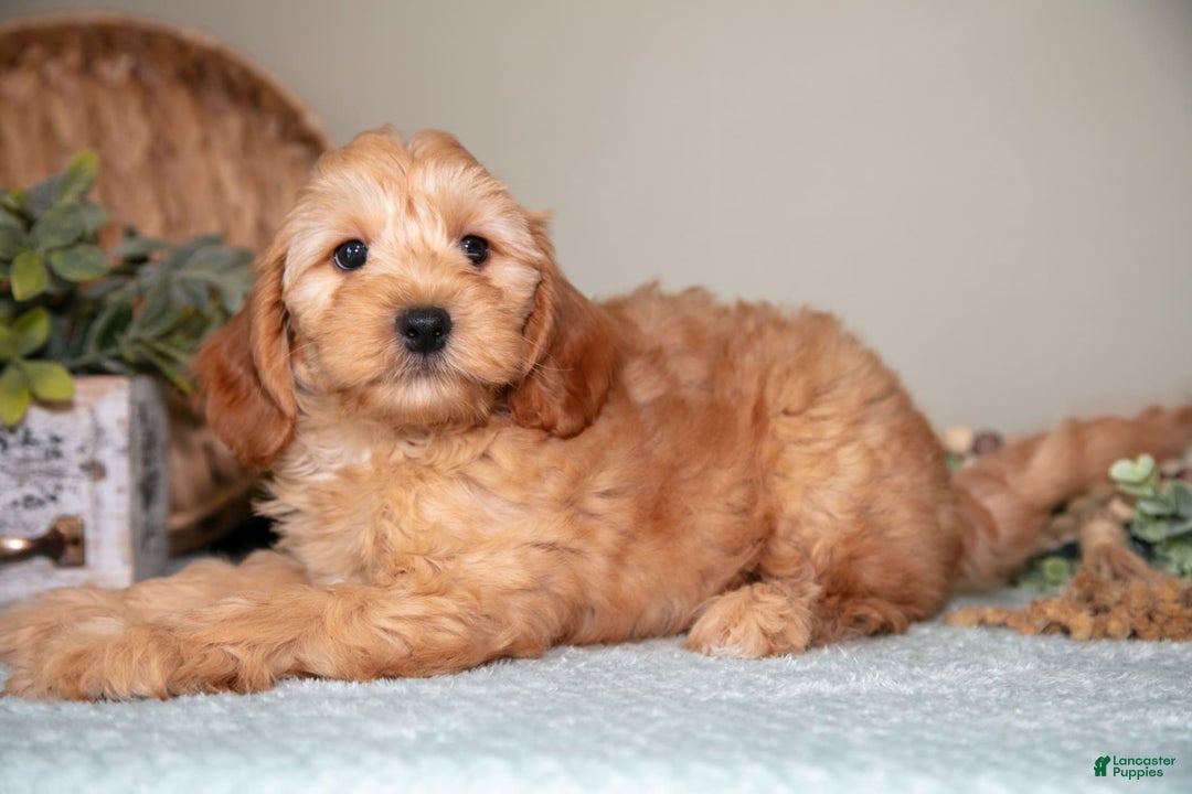 Mini Goldendoodle dogs for sale: Saria - Image 1