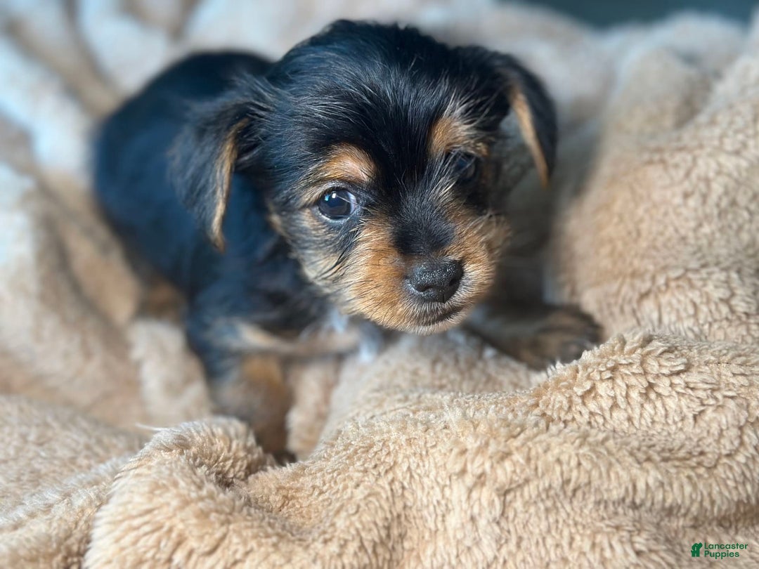 Yorkshire Terrier dogs for sale: Courage - Image 1