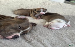 American Bully dogs for sale: White Boy - Image 2