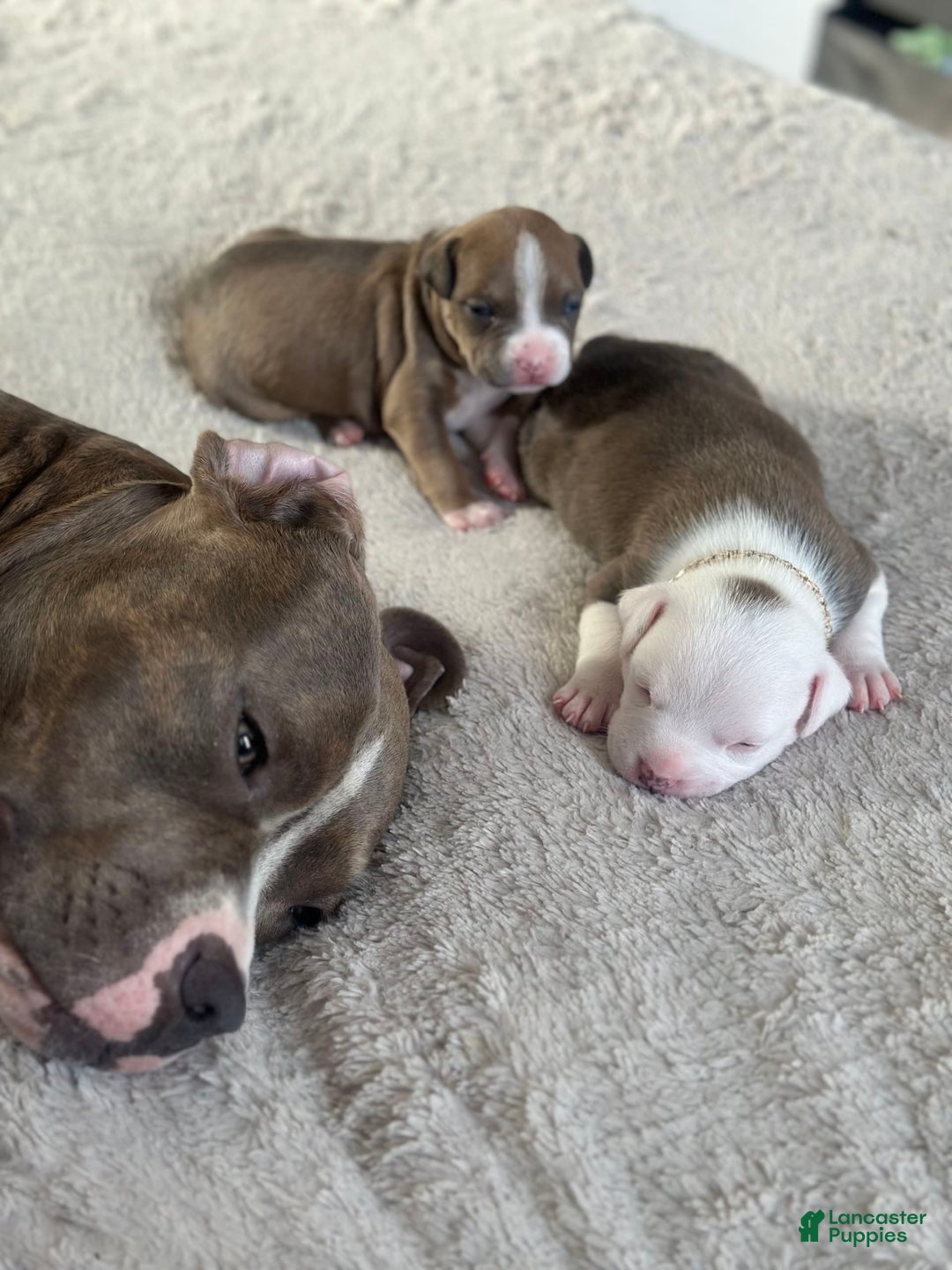 American Bully dogs for sale: White Boy - Image 2