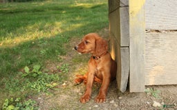 Irish Setter dogs for sale: Frances - Image 5
